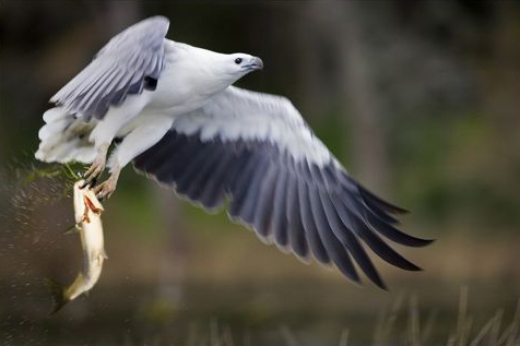 Eagle with fish